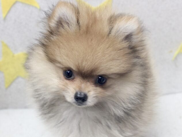 愛媛県のポメラニアン (アミーゴ新居浜店/2026年8月22日生まれ/男の子/オレンジ)の子犬の1枚目の画像