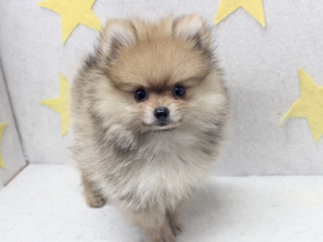 愛媛県のポメラニアン (アミーゴ新居浜店/2026年8月22日生まれ/男の子/オレンジ)の子犬の2枚目の画像