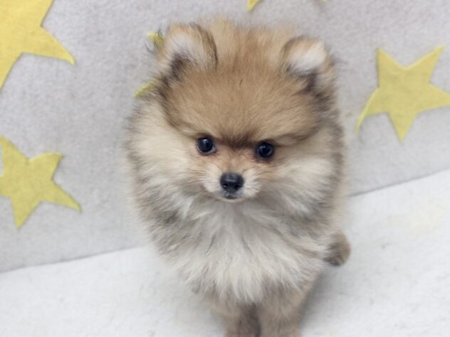 愛媛県のポメラニアン (アミーゴ新居浜店/2026年8月22日生まれ/男の子/オレンジ)の子犬の3枚目の画像