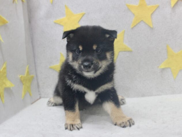 愛媛県の豆柴 (アミーゴ新居浜店/2026年8月20日生まれ/男の子/黒)の子犬の3枚目の画像