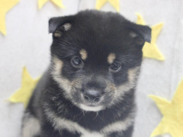 愛媛県の豆柴 (アミーゴ新居浜店/2026年8月20日生まれ/男の子/黒)の子犬の1枚目の画像