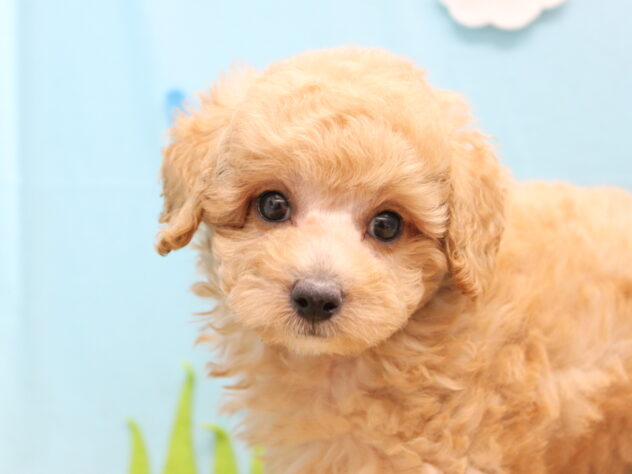愛媛県のトイプードル(トイ) (アミーゴ今治店/2026年8月2日生まれ/男の子/クリーム)の子犬の1枚目の画像