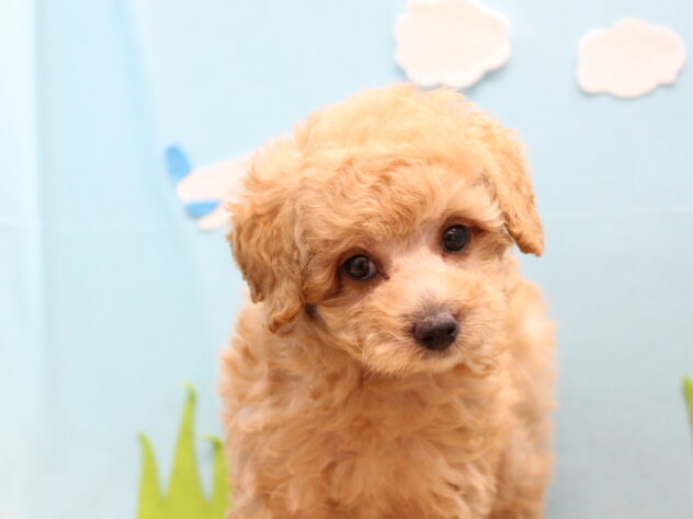 愛媛県のトイプードル(トイ) (アミーゴ今治店/2026年8月2日生まれ/男の子/クリーム)の子犬の2枚目の画像