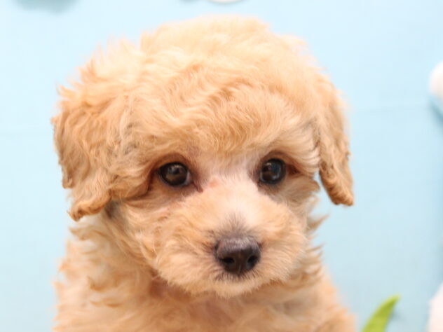 愛媛県のトイプードル(トイ) (アミーゴ今治店/2026年8月2日生まれ/男の子/クリーム)の子犬の3枚目の画像