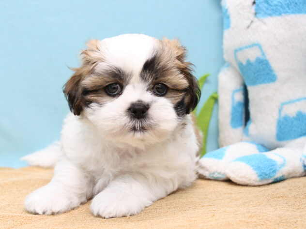 愛媛県のハーフ犬・ミックス犬 (アミーゴ今治店/2026年8月9日生まれ/男の子/ホワイトゴールド)の子犬の2枚目の画像