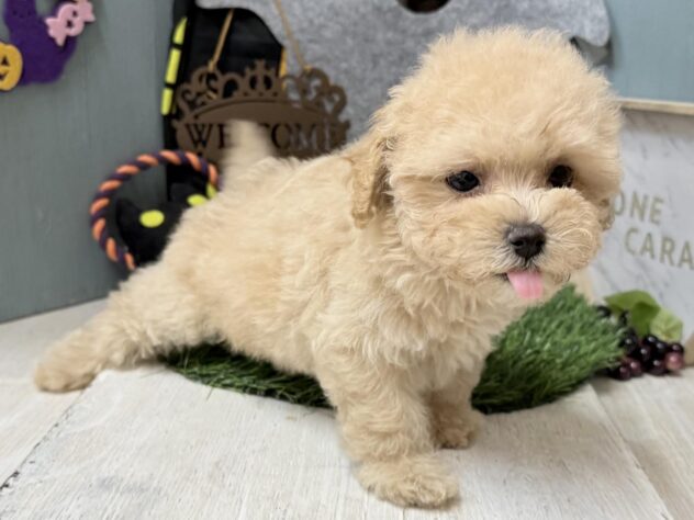 高知県のハーフ犬・ミックス犬 (ワンキャラット アミーゴ高知店/2026年8月12日生まれ/女の子/クリーム)の子犬の3枚目の画像