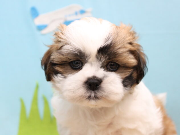 愛媛県のハーフ犬・ミックス犬 (アミーゴ今治店/2026年8月9日生まれ/男の子/ホワイトゴールド)の子犬の1枚目の画像