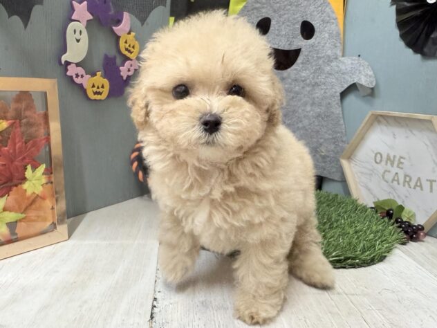 高知県のハーフ犬・ミックス犬 (ワンキャラット アミーゴ高知店/2026年8月12日生まれ/女の子/クリーム)の子犬の1枚目の画像