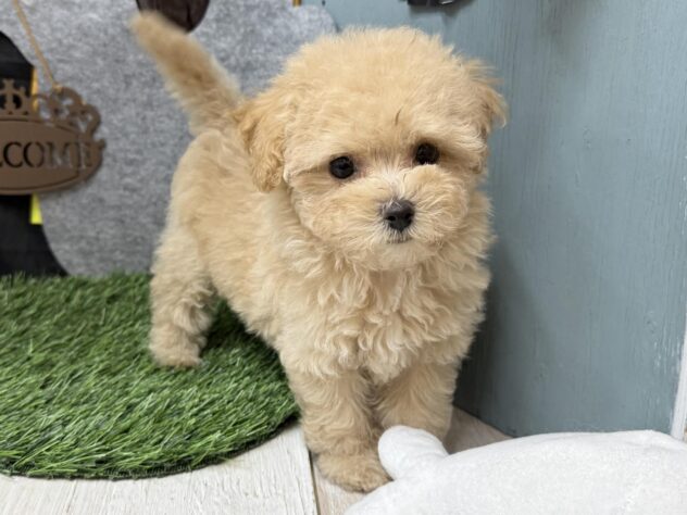 高知県のハーフ犬・ミックス犬 (ワンキャラット アミーゴ高知店/2026年8月12日生まれ/女の子/クリーム)の子犬の2枚目の画像