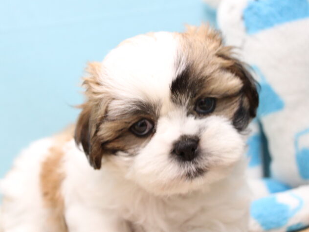 愛媛県のハーフ犬・ミックス犬 (アミーゴ今治店/2026年8月9日生まれ/男の子/ホワイトゴールド)の子犬の3枚目の画像
