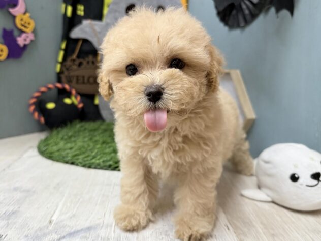 高知県のハーフ犬・ミックス犬 (ワンキャラット アミーゴ高知店/2026年8月12日生まれ/女の子/クリーム)の子犬の4枚目の画像