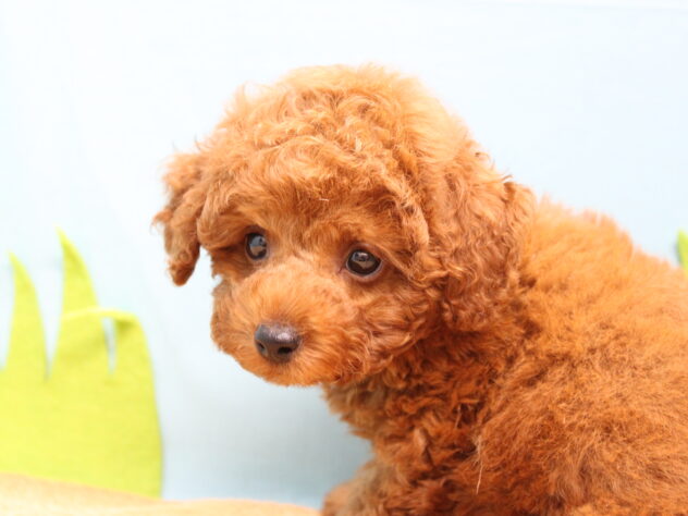 愛媛県のトイプードル(トイ) (アミーゴ今治店/2026年8月14日生まれ/男の子/レッドフォーン)の子犬の3枚目の画像
