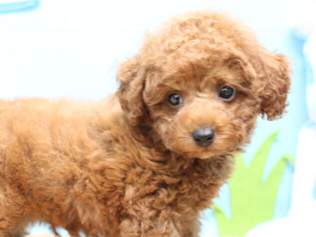 愛媛県のトイプードル(トイ) (アミーゴ今治店/2026年8月14日生まれ/男の子/レッドフォーン)の子犬の4枚目の画像