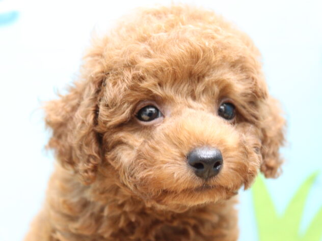 愛媛県のトイプードル(トイ) (アミーゴ今治店/2026年8月14日生まれ/男の子/レッドフォーン)の子犬の1枚目の画像