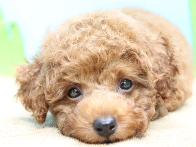 愛媛県のトイプードル(トイ) (アミーゴ今治店/2026年8月14日生まれ/男の子/レッドフォーン)の子犬の2枚目の画像
