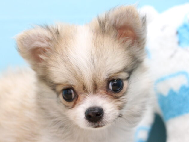 愛媛県のハーフ犬・ミックス犬 (アミーゴ今治店/2026年8月18日生まれ/女の子/レッドホワイト)の子犬の3枚目の画像