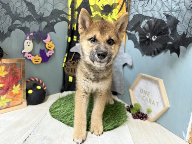 高知県の柴犬(標準サイズ) (ワンキャラット アミーゴ高知店/2026年7月21日生まれ/男の子/胡麻)の子犬の4枚目の画像
