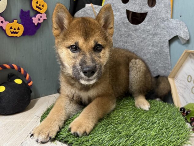 高知県の柴犬(標準サイズ) (ワンキャラット アミーゴ高知店/2026年7月21日生まれ/男の子/胡麻)の子犬の1枚目の画像