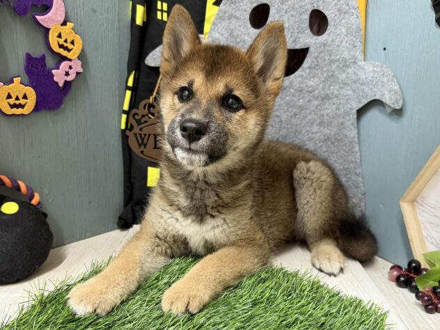 高知県の柴犬(標準サイズ) (ワンキャラット アミーゴ高知店/2026年7月21日生まれ/男の子/胡麻)の子犬の3枚目の画像