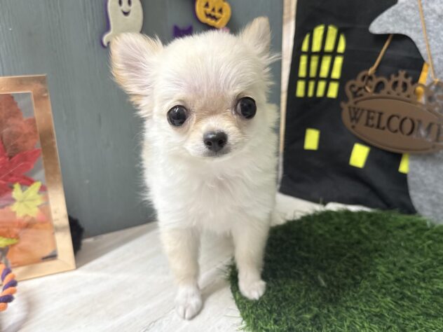 高知県のチワワ(ロング) (ワンキャラット アミーゴ高知店/2026年7月22日生まれ/女の子/クリーム)の子犬の1枚目の画像