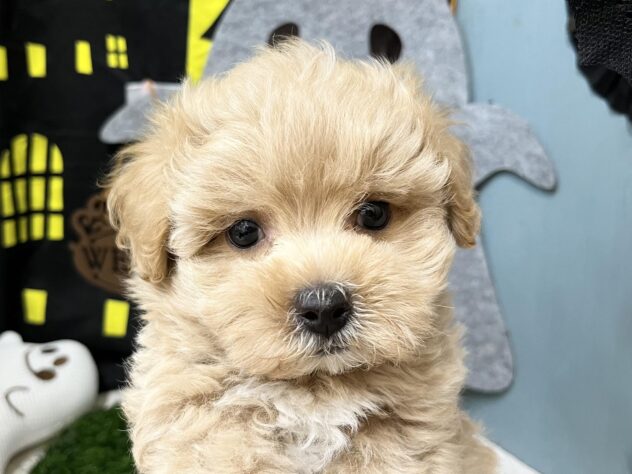 2026年8月29日生まれのハーフ犬・ミックス犬