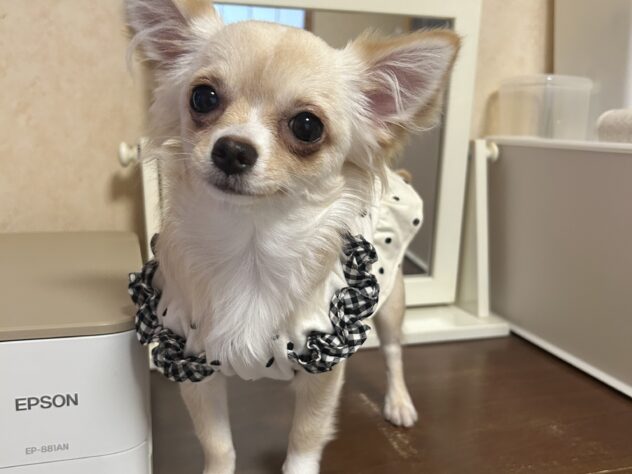 セナちゃん