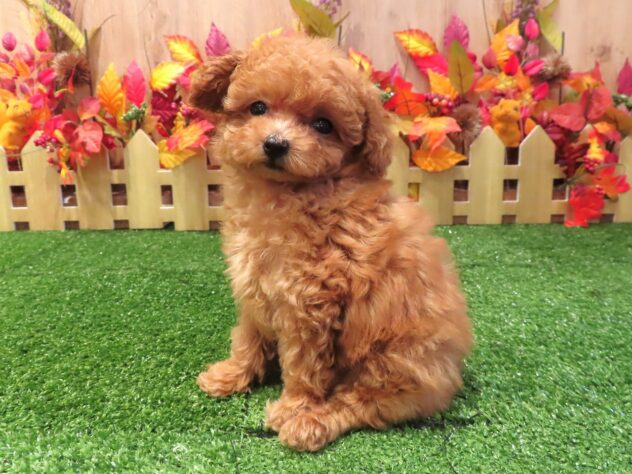 兵庫県のトイプードル(トイ) (アミーゴ伊丹店/2026年8月6日生まれ/女の子/オレンジフォーン)の子犬の2枚目の画像