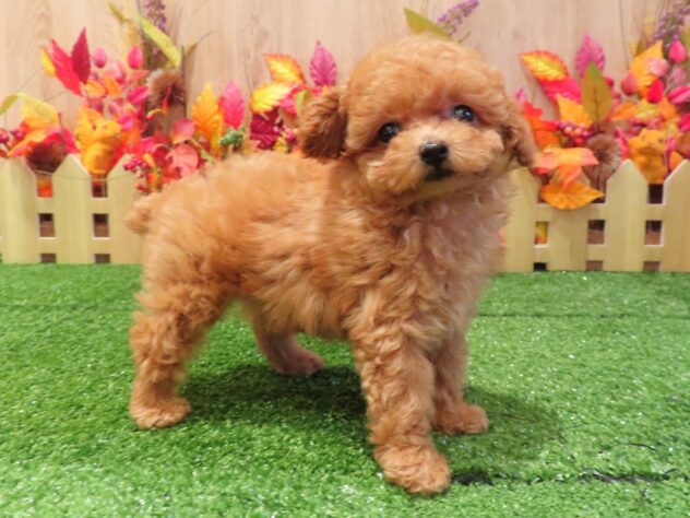 兵庫県のトイプードル(トイ) (アミーゴ伊丹店/2026年8月6日生まれ/女の子/オレンジフォーン)の子犬の3枚目の画像