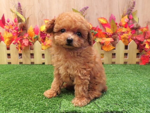 兵庫県のトイプードル(トイ) (アミーゴ伊丹店/2026年8月6日生まれ/女の子/オレンジフォーン)の子犬の1枚目の画像