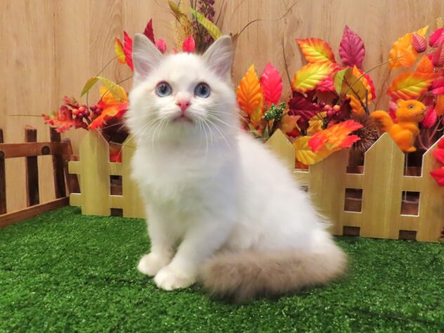 兵庫県のラグドール (アミーゴ伊丹店/2026年7月7日生まれ/男の子/ブルーポイントバイカラー)の子猫の1枚目の画像