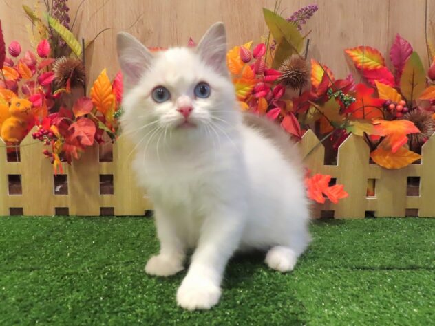 兵庫県のラグドール (アミーゴ伊丹店/2026年7月7日生まれ/男の子/ブルーポイントバイカラー)の子猫の3枚目の画像