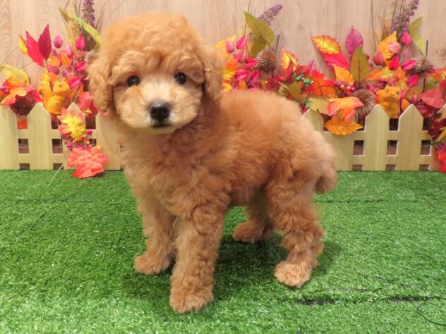 兵庫県のトイプードル(トイ) (アミーゴ伊丹店/2026年8月13日生まれ/男の子/オレンジフォーン)の子犬の3枚目の画像