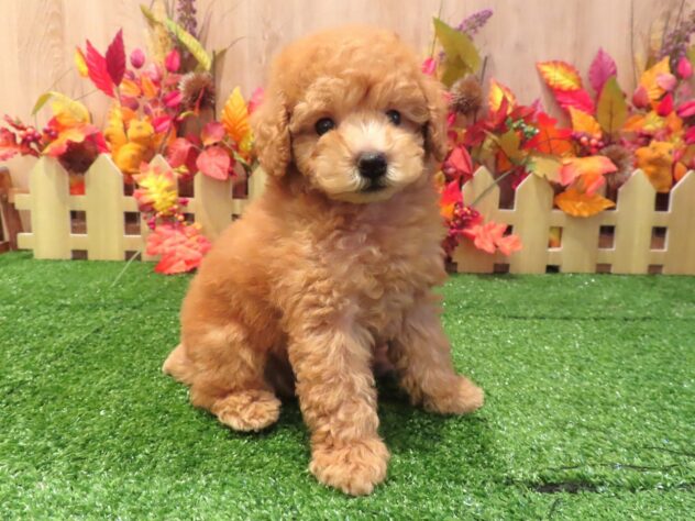 兵庫県のトイプードル(トイ) (アミーゴ伊丹店/2026年8月13日生まれ/男の子/オレンジフォーン)の子犬の1枚目の画像