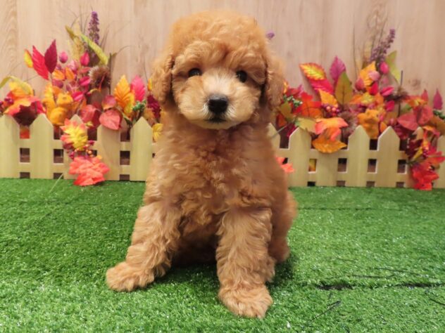 兵庫県のトイプードル(トイ) (アミーゴ伊丹店/2026年8月13日生まれ/男の子/オレンジフォーン)の子犬の2枚目の画像