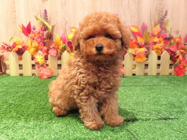 兵庫県のトイプードル(トイ) (アミーゴ伊丹店/2026年8月12日生まれ/男の子/オレンジフォーン)の子犬の1枚目の画像