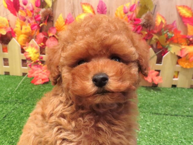 兵庫県のトイプードル(トイ) (アミーゴ伊丹店/2026年8月12日生まれ/男の子/オレンジフォーン)の子犬の3枚目の画像