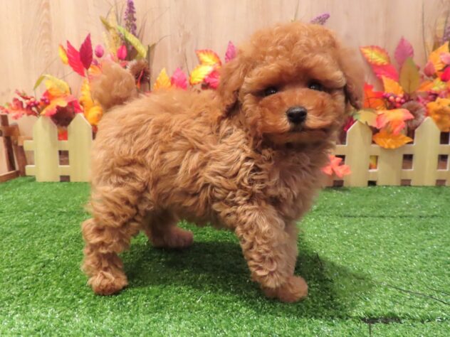 兵庫県のトイプードル(トイ) (アミーゴ伊丹店/2026年8月12日生まれ/男の子/オレンジフォーン)の子犬の2枚目の画像