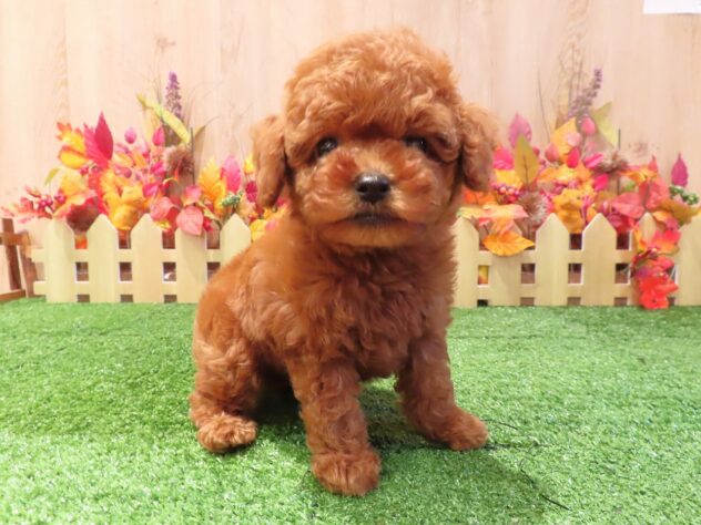 兵庫県のトイプードル(トイ) (アミーゴ伊丹店/2026年8月20日生まれ/女の子/レッドフォーン)の子犬の1枚目の画像