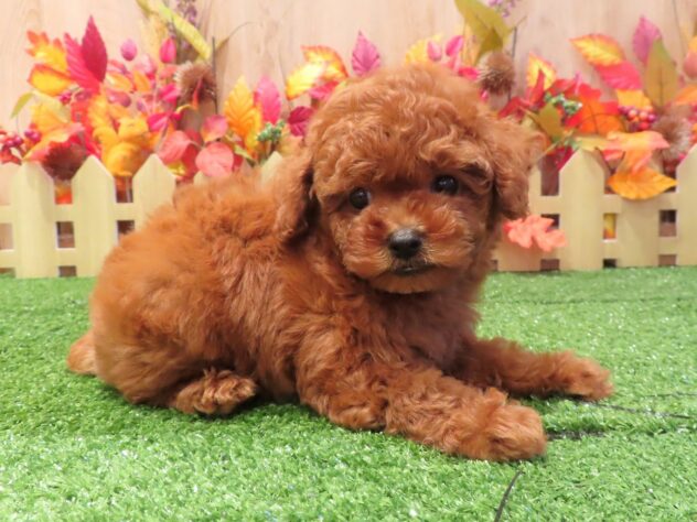 兵庫県のトイプードル(トイ) (アミーゴ伊丹店/2026年8月20日生まれ/女の子/レッドフォーン)の子犬の3枚目の画像