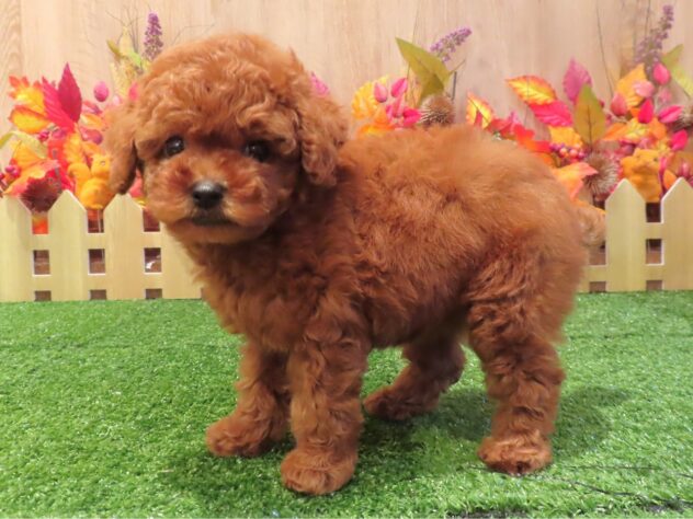 兵庫県のトイプードル(トイ) (アミーゴ伊丹店/2026年8月20日生まれ/女の子/レッドフォーン)の子犬の2枚目の画像