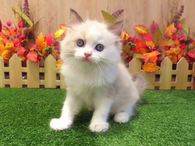 兵庫県のラグドール (アミーゴ伊丹店/2026年8月20日生まれ/女の子/シールポイントバイカラー)の子猫の1枚目の画像