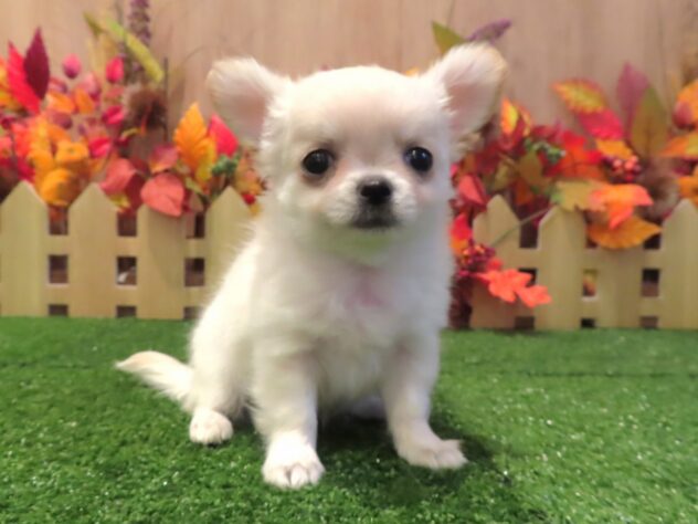 兵庫県のチワワ(ロング) (アミーゴ伊丹店/2026年8月19日生まれ/男の子/ホワイトクリーム)の子犬の1枚目の画像