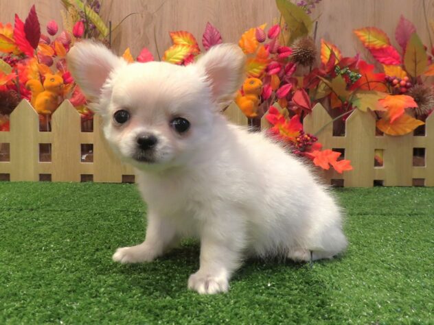 兵庫県のチワワ(ロング) (アミーゴ伊丹店/2026年8月19日生まれ/男の子/ホワイトクリーム)の子犬の2枚目の画像