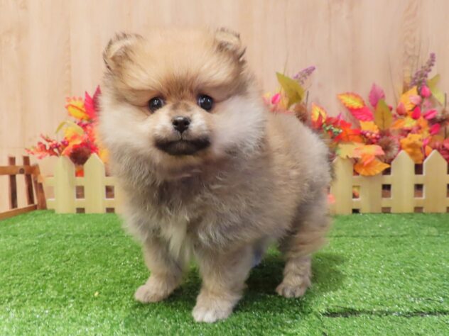 兵庫県のポメラニアン (アミーゴ伊丹店/2026年8月25日生まれ/女の子/オレンジ)の子犬の3枚目の画像