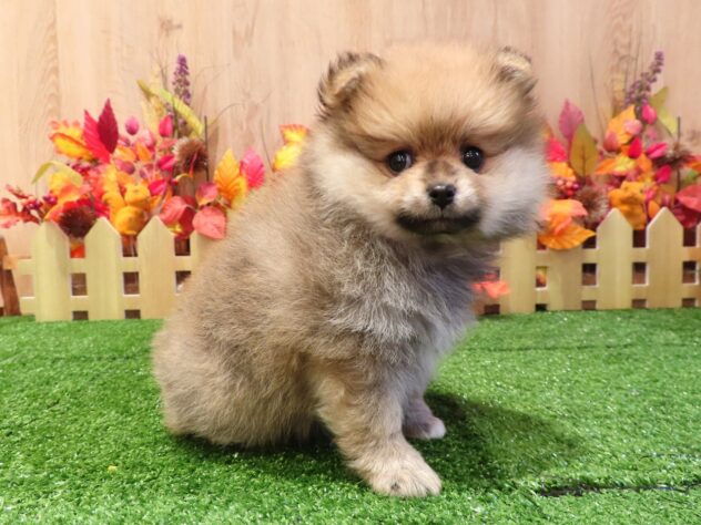 兵庫県のポメラニアン (アミーゴ伊丹店/2026年8月25日生まれ/女の子/オレンジ)の子犬の1枚目の画像