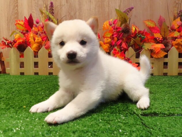 兵庫県の柴犬(標準サイズ) (アミーゴ伊丹店/2026年8月20日生まれ/女の子/白)の子犬の2枚目の画像
