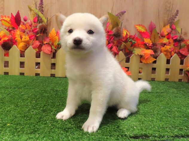 兵庫県の柴犬(標準サイズ) (アミーゴ伊丹店/2026年8月20日生まれ/女の子/白)の子犬の1枚目の画像