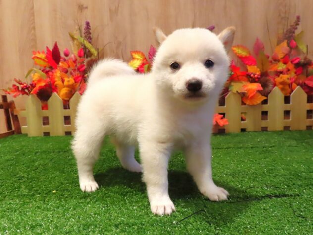 兵庫県の柴犬(標準サイズ) (アミーゴ伊丹店/2026年8月20日生まれ/女の子/白)の子犬の3枚目の画像