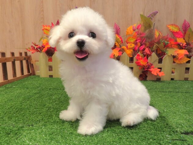 兵庫県のビションフリーゼ (アミーゴ伊丹店/2026年8月21日生まれ/女の子/ホワイト)の子犬の2枚目の画像