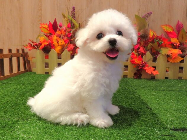 兵庫県のビションフリーゼ (アミーゴ伊丹店/2026年8月21日生まれ/女の子/ホワイト)の子犬の1枚目の画像